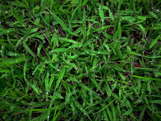 Green grass and dew