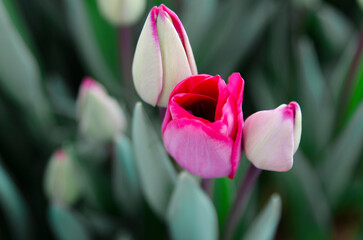 The tulip plantation is grown for the holiday of March 8, wholesale supplies for retail stores. Breeding of new varieties of tulips. Dark red tulip close-up.