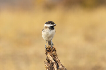 Sombre Tit on feeding station