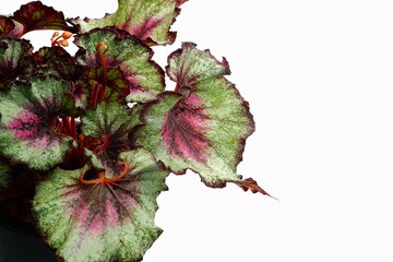 red and green leaves
