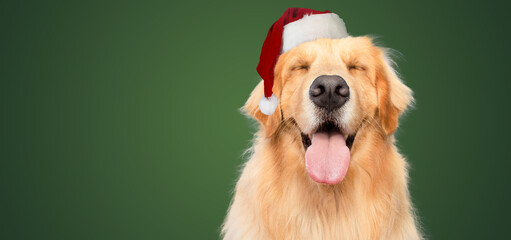 happy golden retriever dog smiling with closed eyes open mouth green background studio shot santa hat christmas
