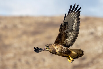 Common Buzzard in autumn mountain