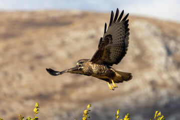 Common Buzzard in autumn mountain
