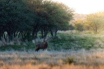 Red deer in La Pampa, Argentina, Parque Luro, Nature Reserve