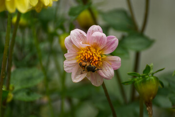 Beautiful dalia flower in the garden - 688030514