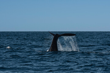 Fototapeta premium North Atlantic whale tail lobtailing, endangered species, Patagonia,Argentina