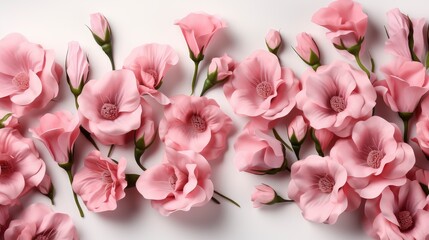 Beautiful Eustoma Flowers Isolated On White, HD, Background Wallpaper, Desktop Wallpaper