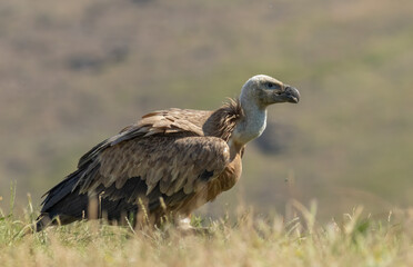 Griffon Vulture (Gyps fulvus) on feeding station
