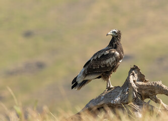 Egyptian vulture in natural habitat in Bulgaria