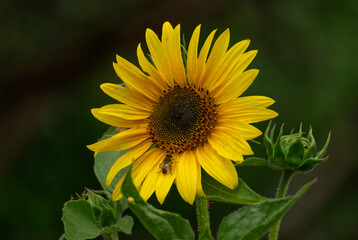 Beautyful sunflower in the garden