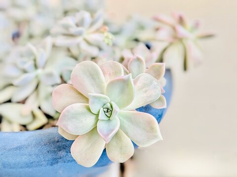 多肉植物の鉢植え