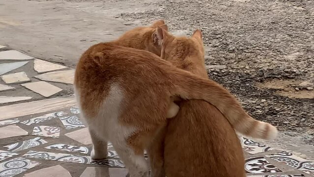 cat kis here love
