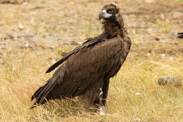 Fototapeta premium Cinereous vulture sitting on feeding station