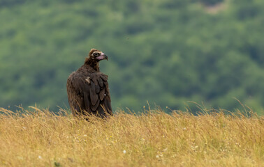 Cinereous vulture sitting on feeding station