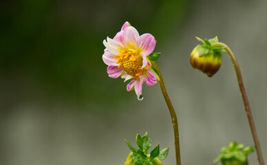 Beautiful dalia flower in the garden - 688032911