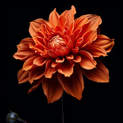 a close up of an orange flower, in the style of dark compositions