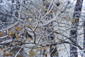 Eingefrorene Äste