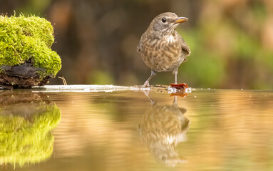 Female blackbird take a bath