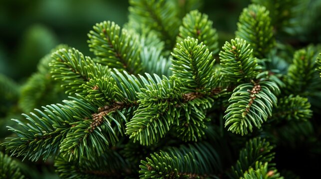 Fluffy Tree Pine Needles On Green, HD, Background Wallpaper, Desktop Wallpaper