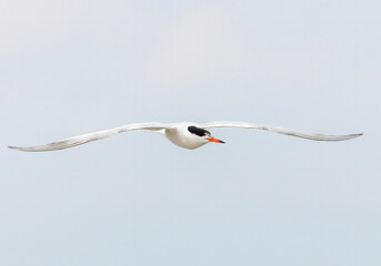 Common Tern (Sterna hirundo) in flight