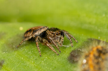 Curious jumping spider close up