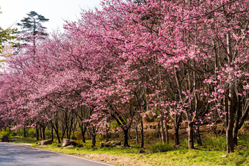 Fototapeta premium Landscape of pink cherry blossoms at the Sakura gardens of Wuling Farm in Taichung Shei-Pa National Park, Taiwan.