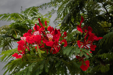 Fototapeta na wymiar red and white flower