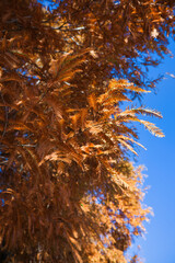 綺麗に紅葉したメタセコイヤの葉