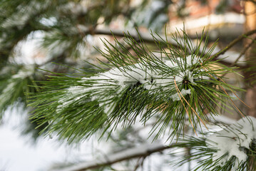 White snow on christmas evergreen trees. Green spruce closeup. Fresh snow on branches.