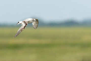 Little Gull in winter plumage flying