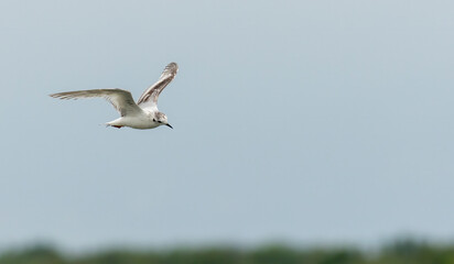 Little Gull in winter plumage flying