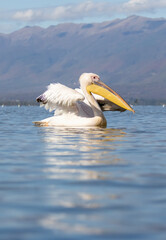 White Pelican in Kerkini Lake, Greece