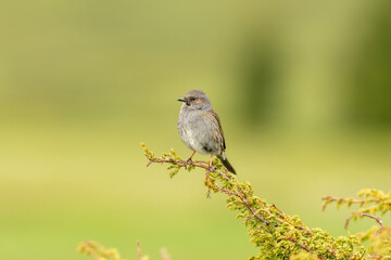 Dunnock (Prunella modularis) in natural habitat