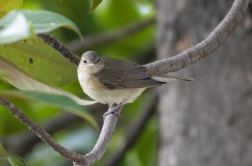 Garden warbler sitting on branch