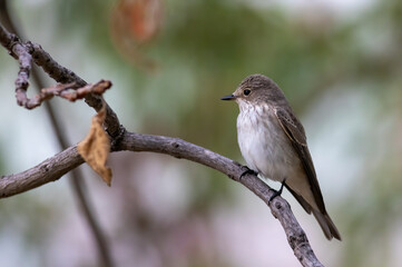Spotted Flycatcher (Muscicapa striata) sitting on branch