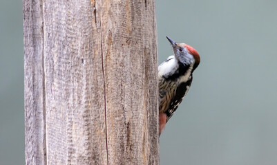Middle Spotted Woodpecker sitting on dead tree