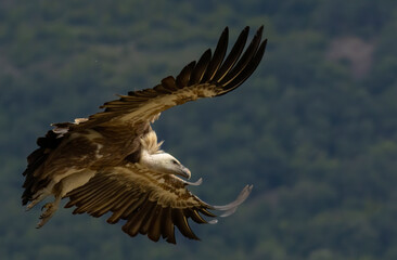Fototapeta premium Griffon Vulture (Gyps fulvus) on feeding station