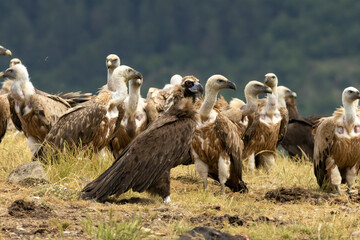 Cinereous vulture sitting on feeding station