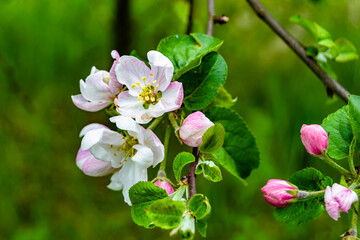 Obraz premium Photography on theme beautiful fruit branch apple tree with natural leaves under clean sky