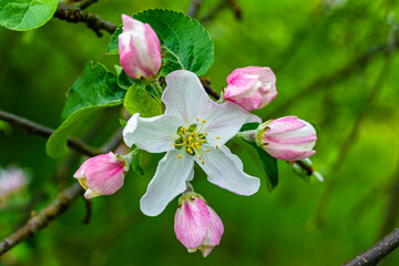 Photography on theme beautiful fruit branch apple tree with natural leaves under clean sky
