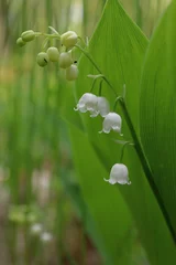 Foto auf Leinwand Convallaria majalis, Lily of the valley flower with leaves, white poisonous herb © Jitka