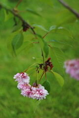 Prunus serrulata Kiku-shidare-zakura. Overhanging shrub pink in bloom. Detail of flowers.