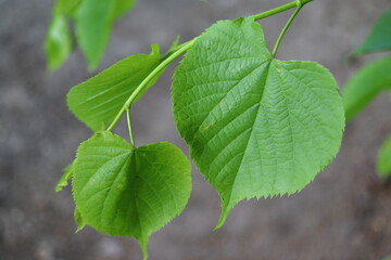 Tilia heterophylla, heart-shaped leaf of the linden tree
