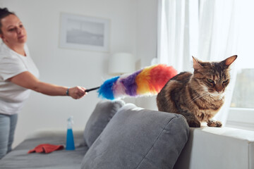 Woman cleaning couch sofa in the apartment with the cat friend.