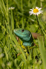Green Lizard (Lacerta viridis) in grass in spring months