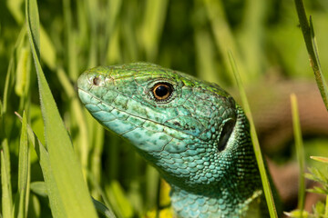 Green Lizard (Lacerta viridis) in grass in spring months
