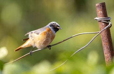 Male Redstart (Phoenicurus phoenicurus) watching