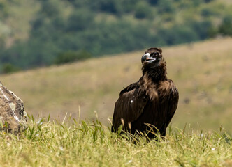 Cinereous vulture sitting on feeding station