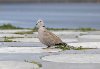 Collared Dove in natural habitat