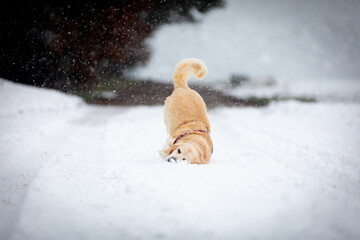 Ein Labrador oder golden Retriever-Hund spielt und kuschelt mit dem Schnee